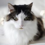 ФОТО: Пушистый черно белый кот 31 Сальма Хайек