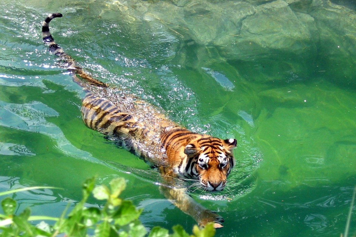 ФОТО: Черный водяной тигр 4