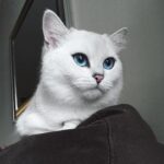 ФОТО: Белый британец котенок 24