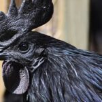 Черная курица - подборка фотографий 33 открытки