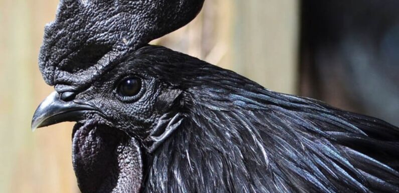 ФОТО: Черная курица