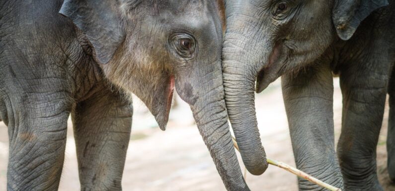 ФОТО: Довольный слон