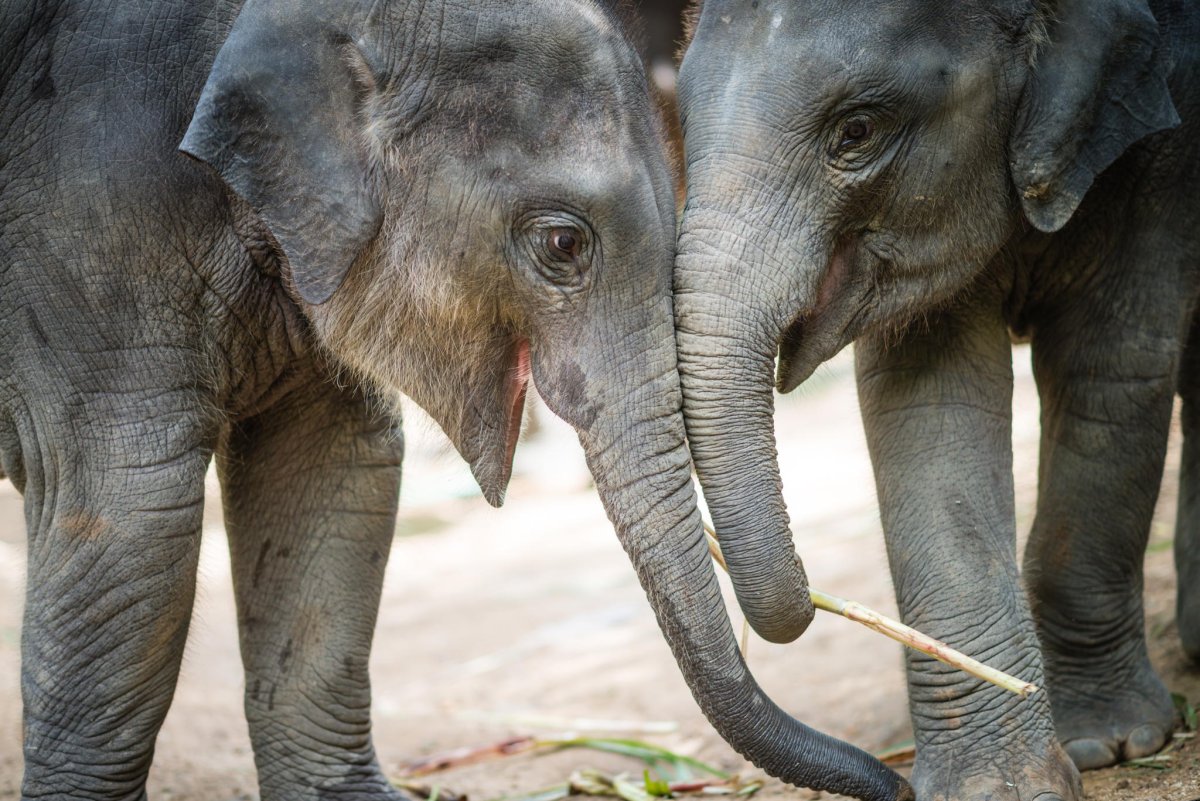 ФОТО: Довольный слон 1