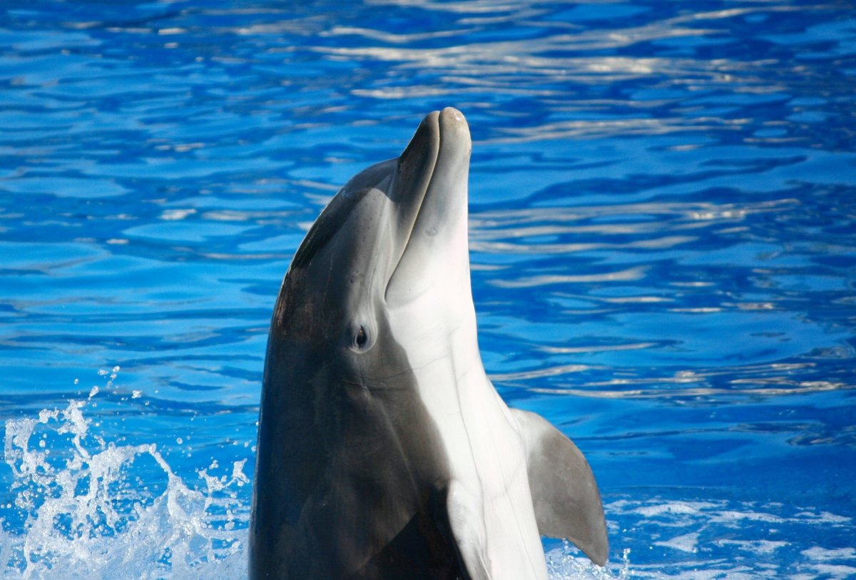 ФОТО: Бутылконосый Дельфин 8