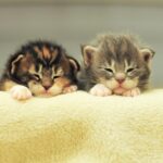 ФОТО: Новорожденные котята 27 фото