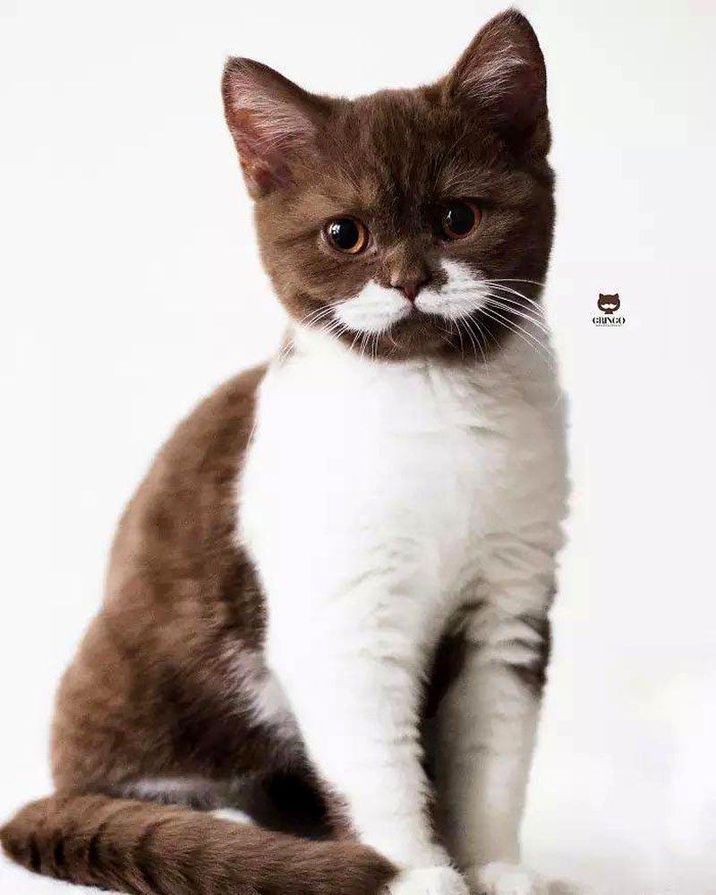 ФОТО: Бразильская короткошерстная кошка 2