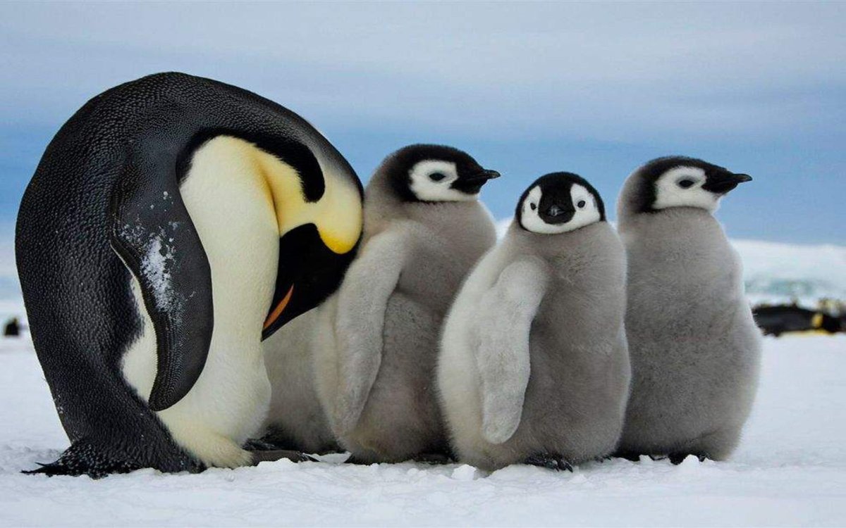 ФОТО: Три пингвина 9