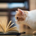 ФОТО: Самые умные кошки 36