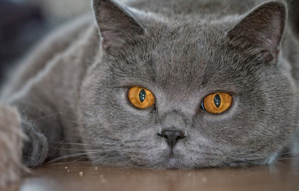 ФОТО: Британская короткошерстная кошка 6