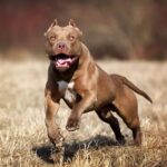 ФОТО: Самая опасная порода собак в мире 25 достопримечательности