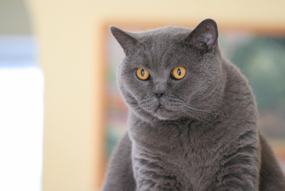 ФОТО: Британская короткошерстная кошка 7