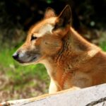 ФОТО: Новогвинейская поющая собака 2