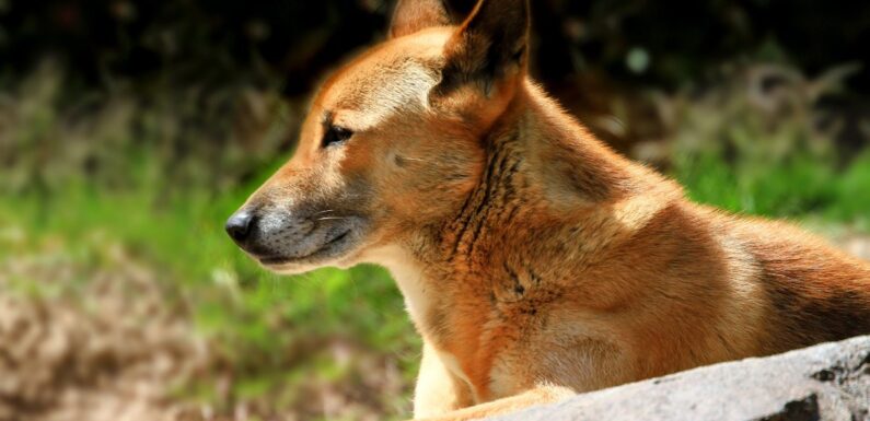 ФОТО: Новогвинейская поющая собака