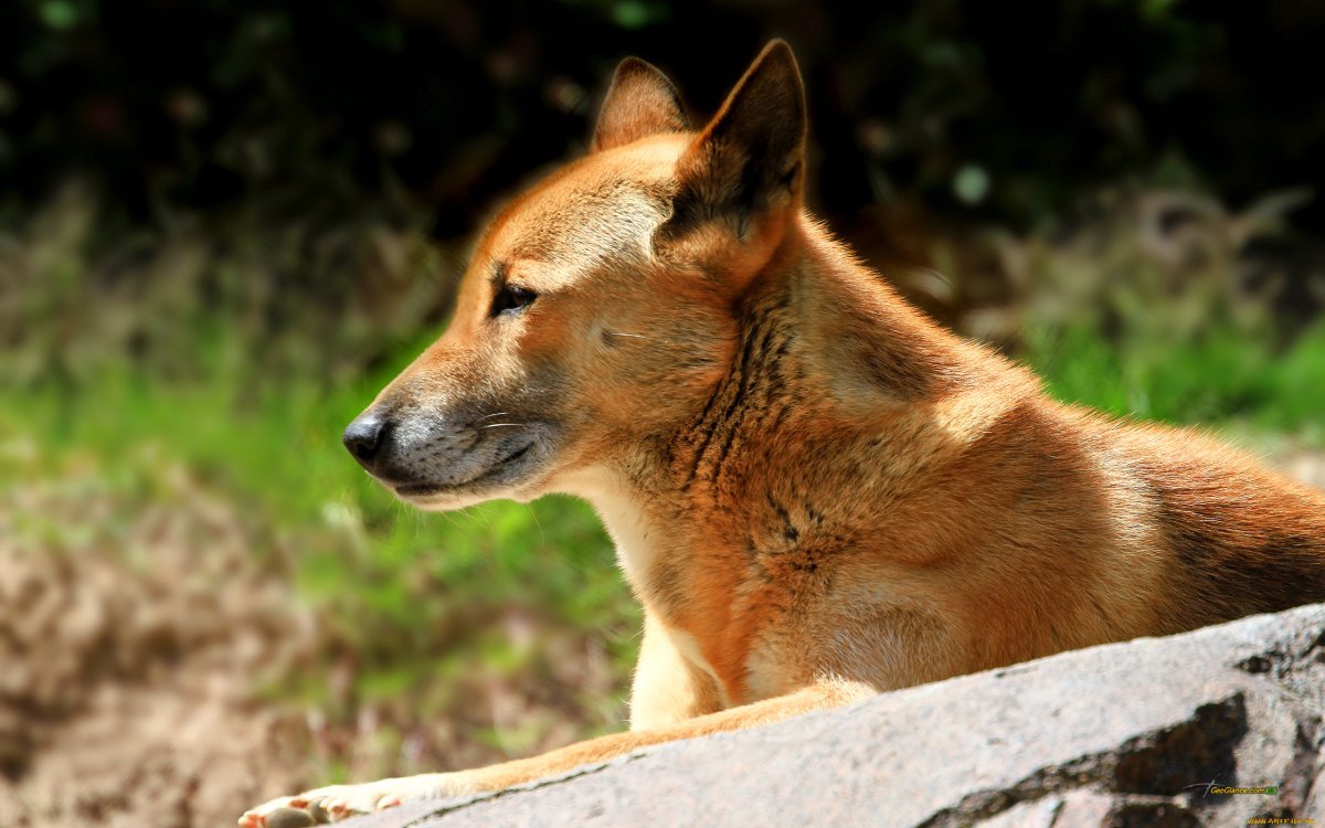 ФОТО: Новогвинейская поющая собака 1