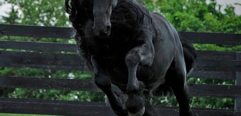 ФОТО: Самая большая лошадь
