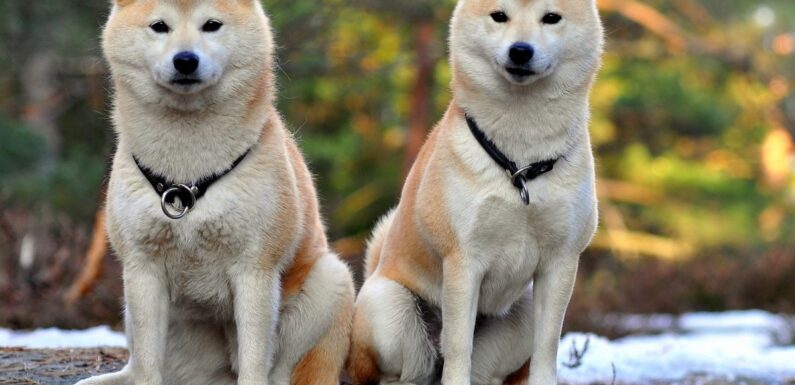 ФОТО: Японская порода собак Акита ину