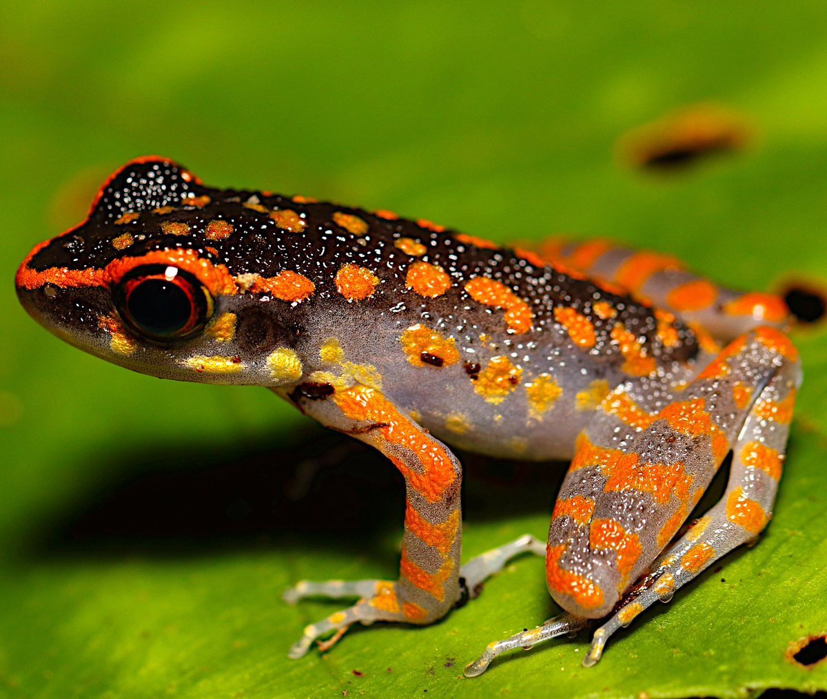 ФОТО: Оранжевая жаба 7