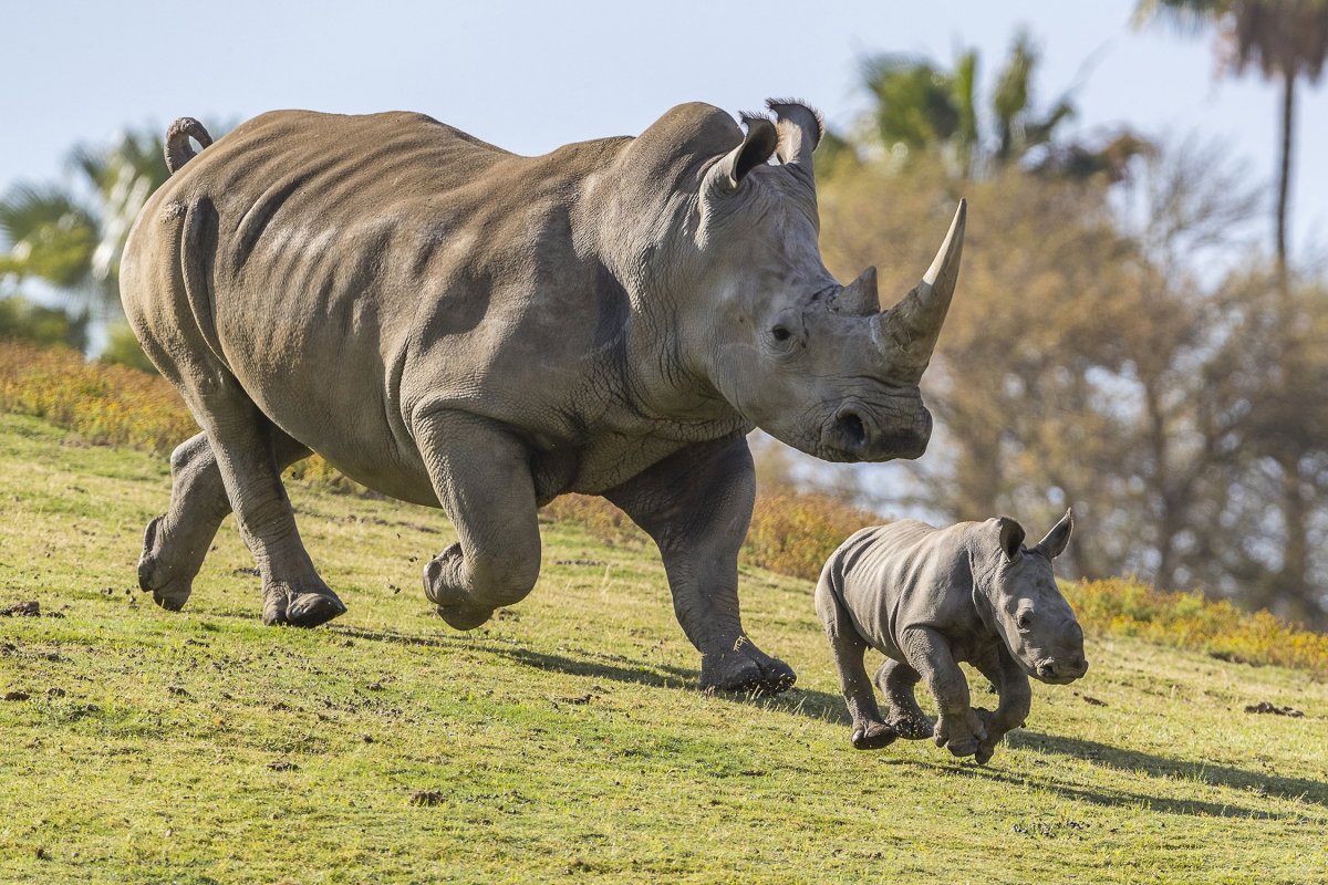 ФОТО: Носороги 3