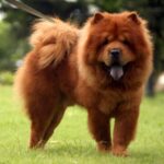 Большая пушистая рыжая собака (ФОТО) 11