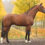 ФОТО: Тракененская лошадь 22 сфинкс