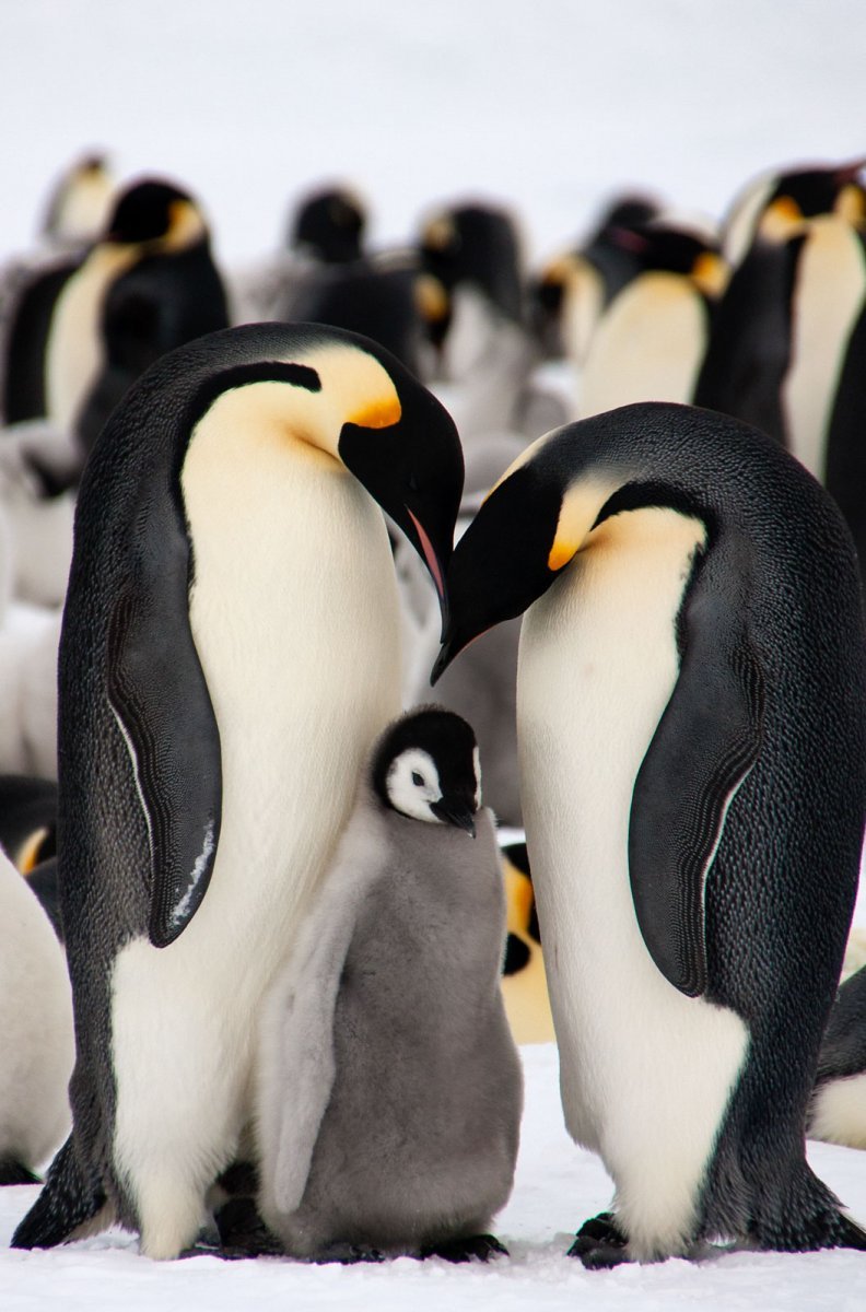 ФОТО: Три пингвина 10