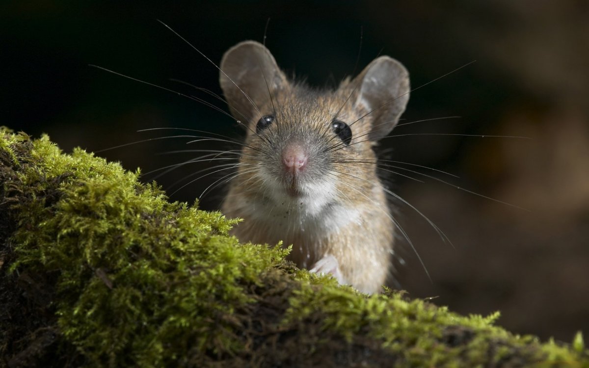 ФОТО: Серая мышка 2