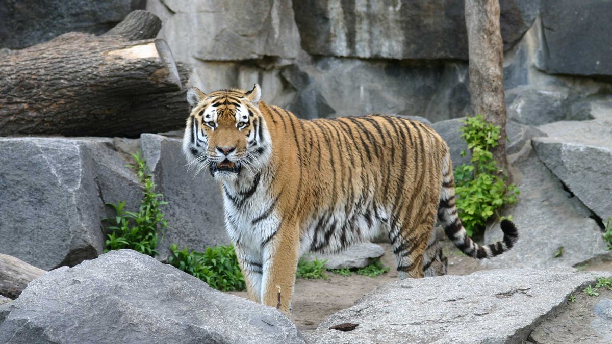 ФОТО: Закавказский тигр 2