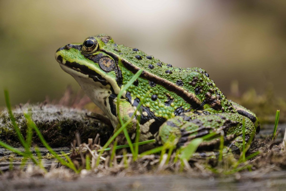ФОТО: Земляная жаба 6
