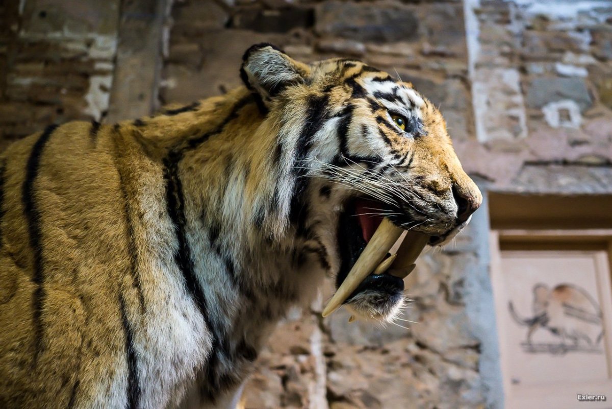 ФОТО: Саблезубый тигр 9