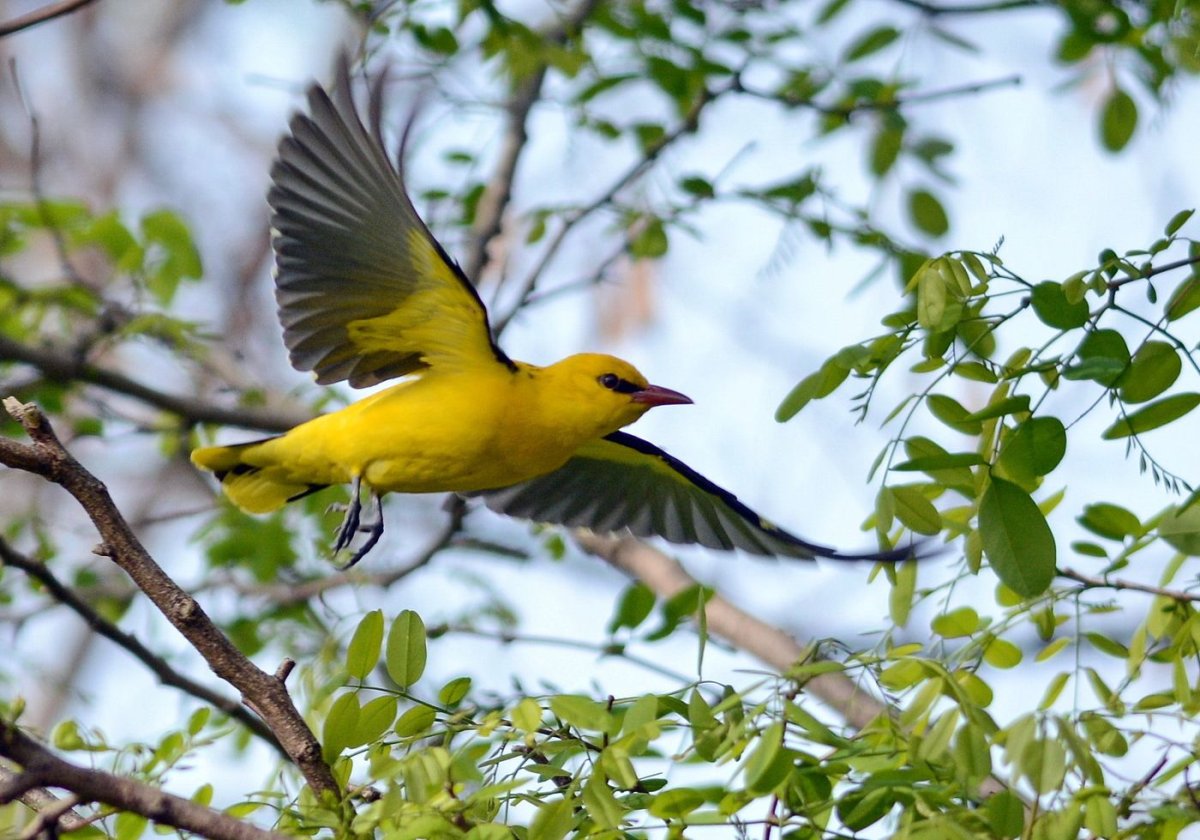 ФОТО: Желтая птичка 2