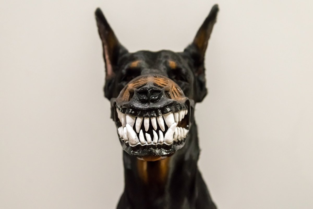 ФОТО: Собака с золотыми зубами 2