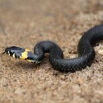 ФОТО: Змія із жовтими плямами на голові 10 тату