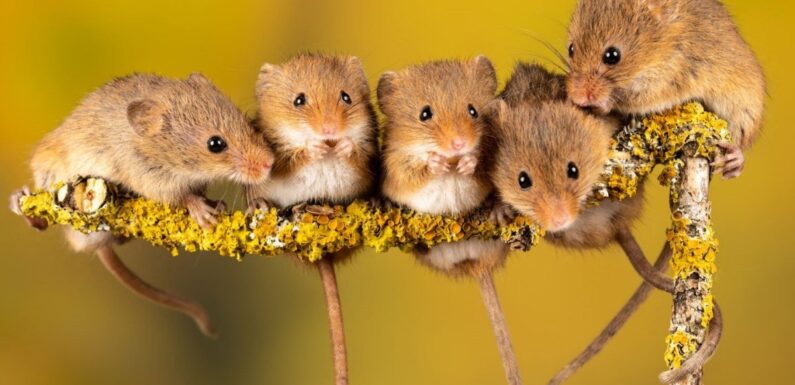 ФОТО: Кудрявые мыши