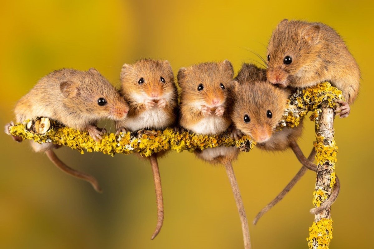 ФОТО: Кудрявые мыши 1