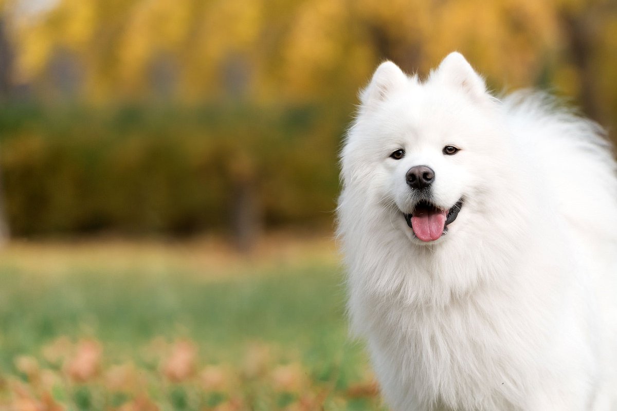 ФОТО: Большая белая пушистая собака 10