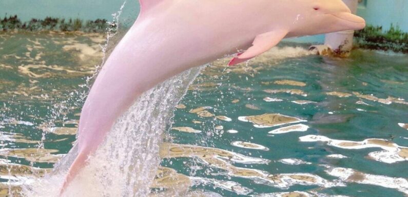 ФОТО: Розовые дельфины амазонки