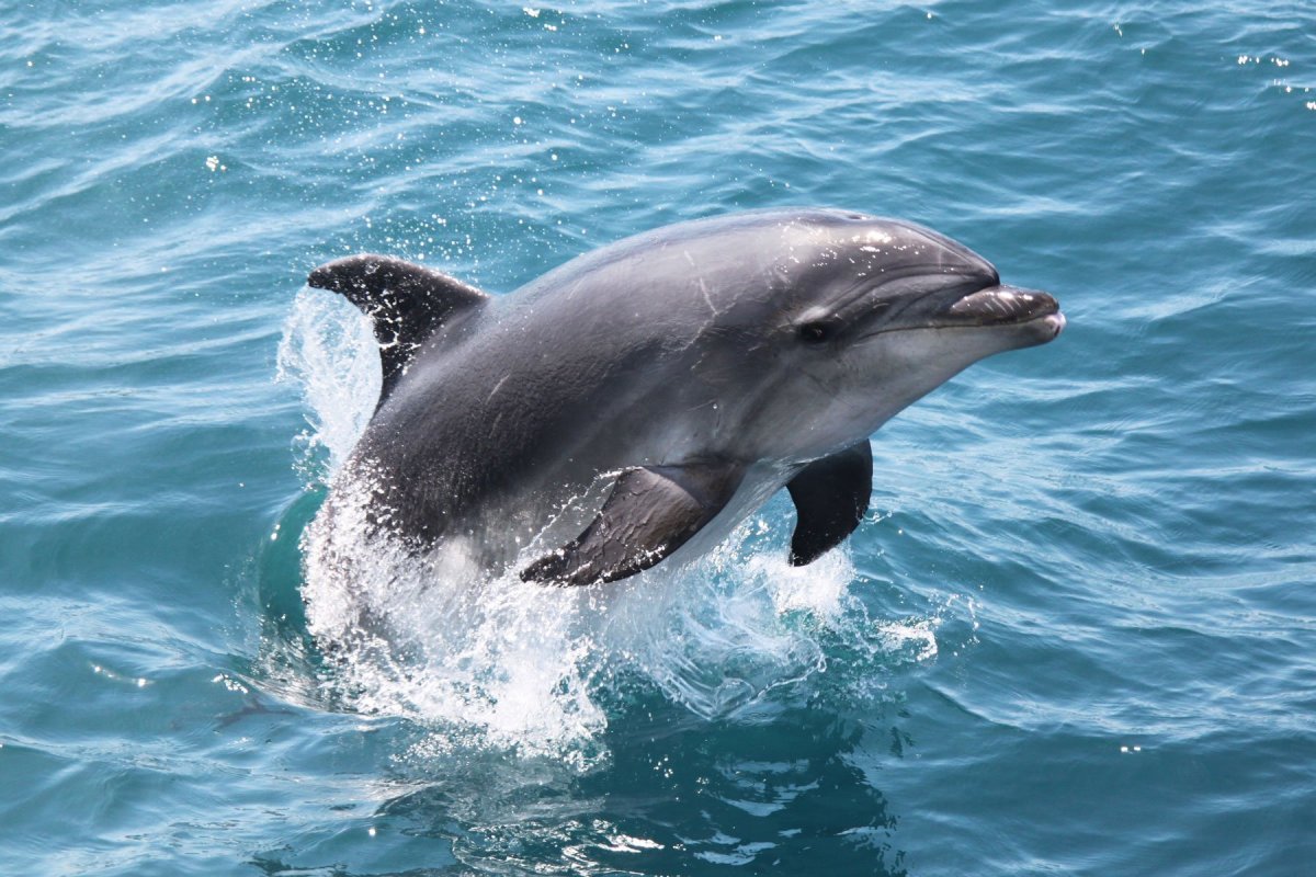 ФОТО: Сусук Дельфин 8