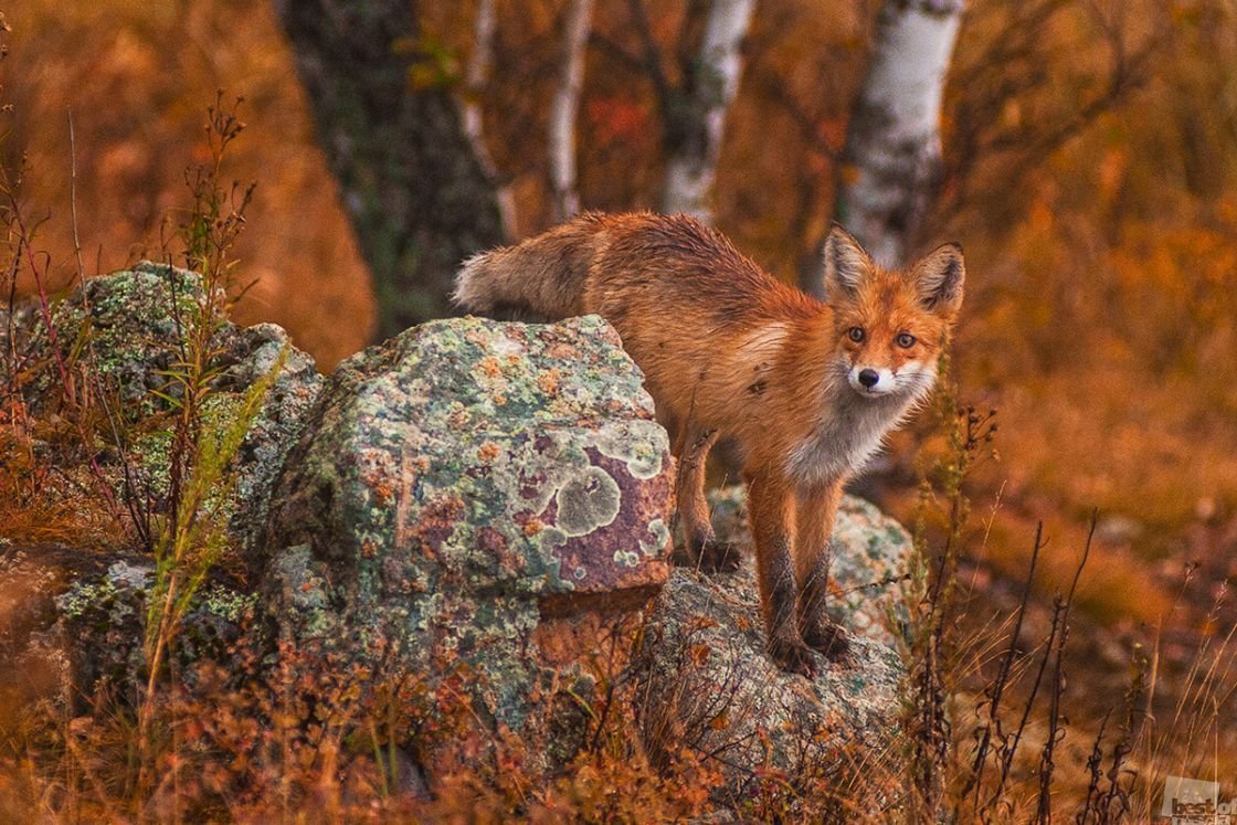 ФОТО: Животные Алтайского края 4