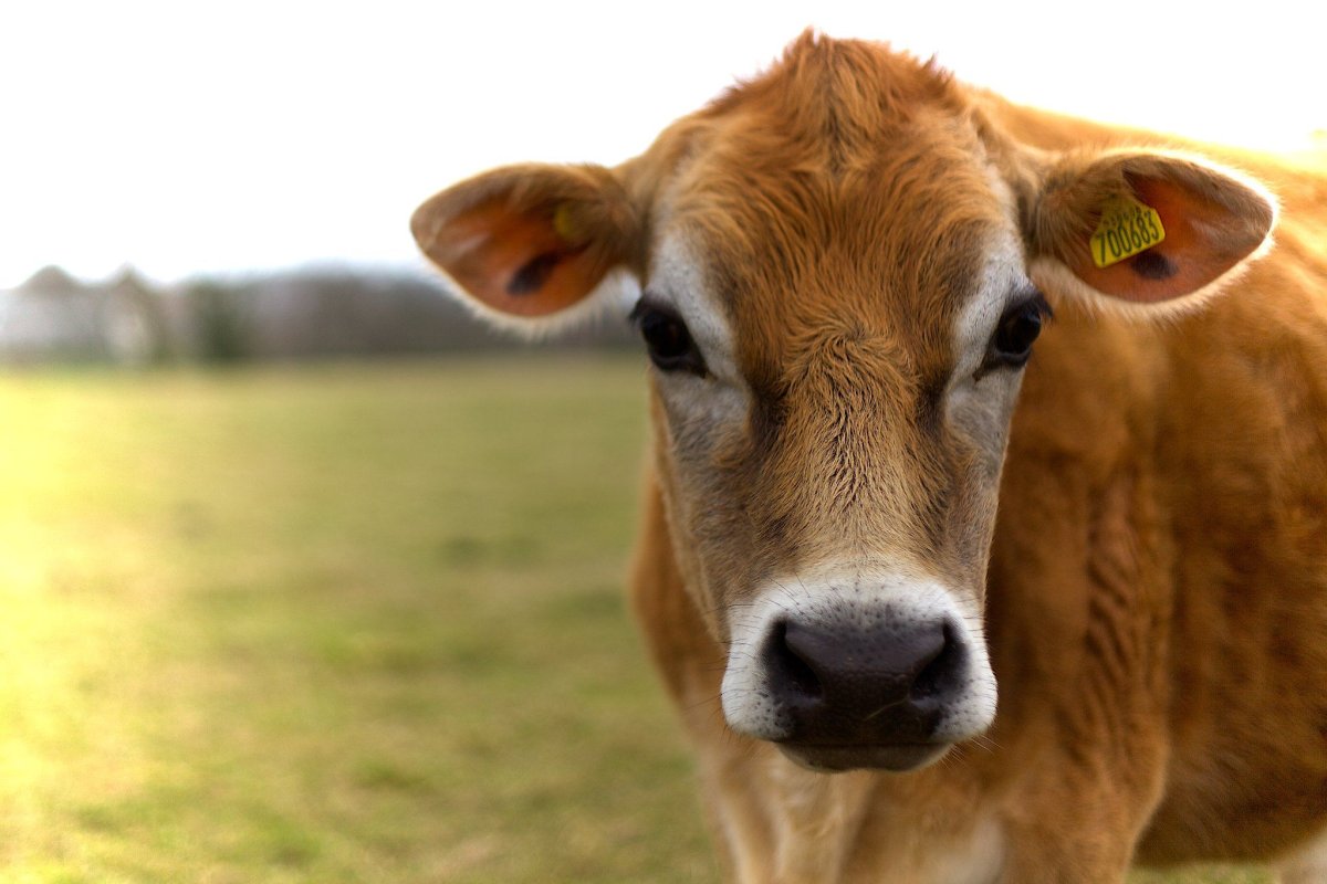 ФОТО: Порода коров джерси 8