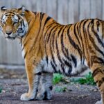 ФОТО: Закавказский тигр 22 Люси Хейл