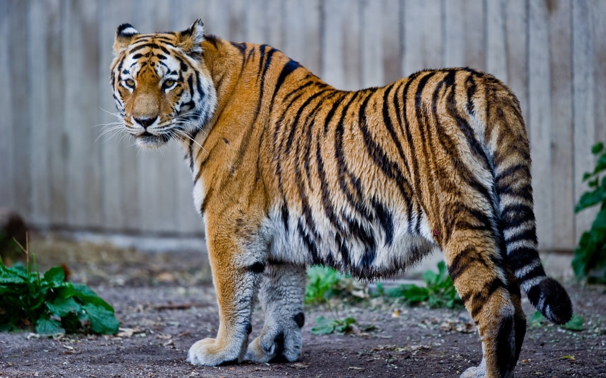 ФОТО: Закавказский тигр 1