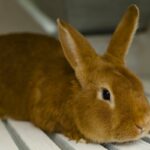 Бургундський кролик 36 листівки