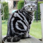 ФОТО: Кошка британка полосатая 13 тату