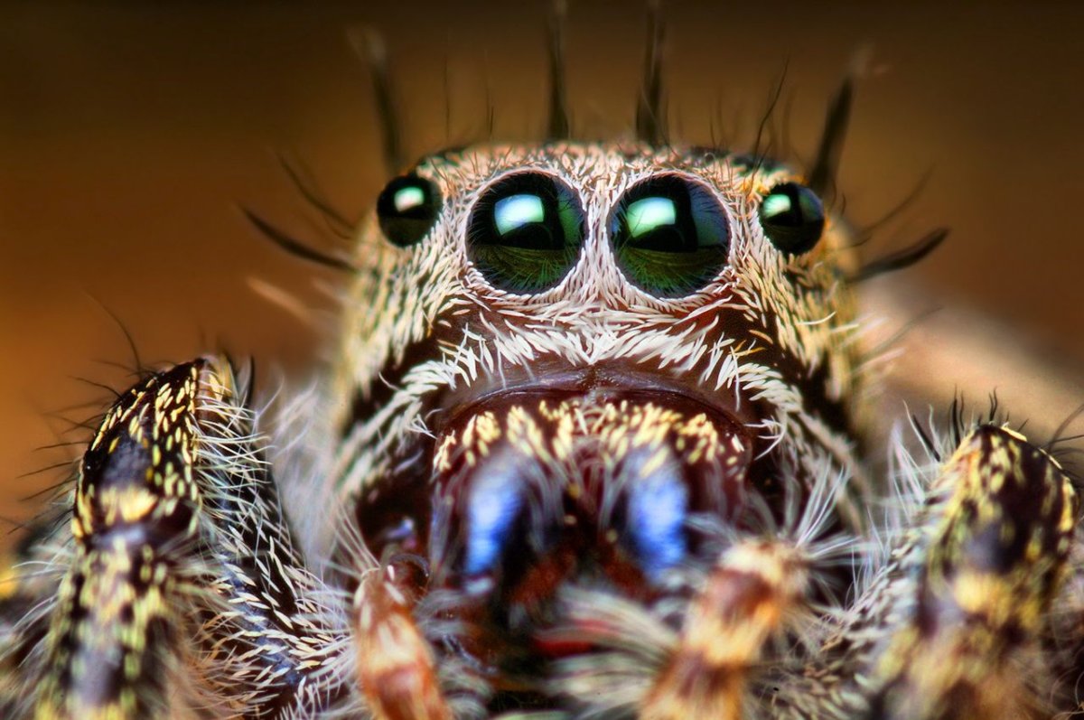 ФОТО: Самые страшные насекомые 9