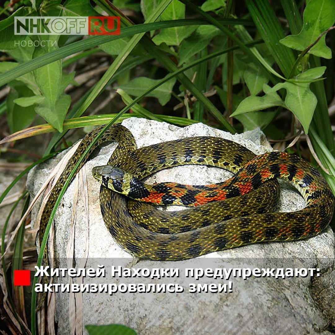 ФОТО: Змеи Приморского края 3