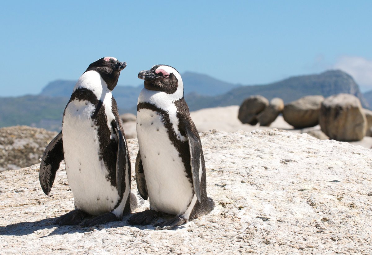 ФОТО: Пингвины в Африке 3