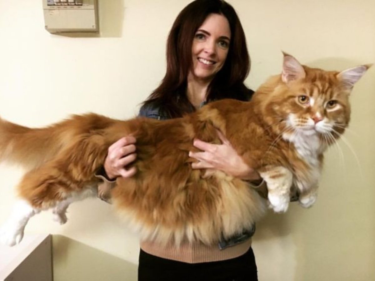 ФОТО: Самый большой кот в мире 6