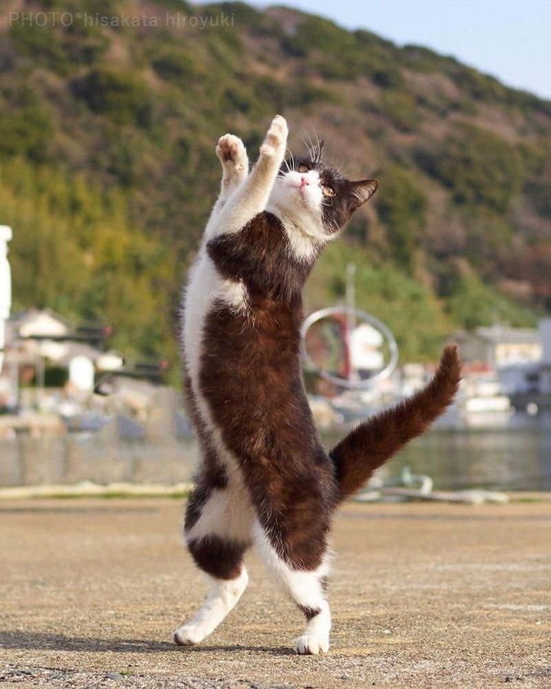 ФОТО: Танцующий кот 8