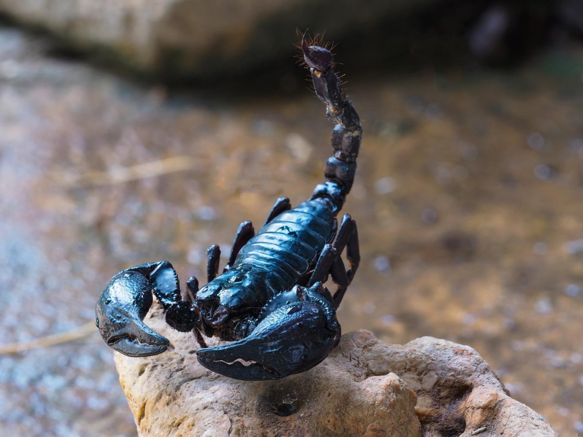 ФОТО: Черный Скорпион 3