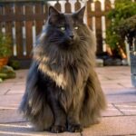 ФОТО: Необычный красивые кошки 39 открытки